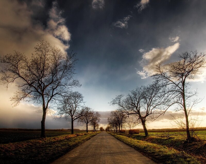 Country Road with Bare Trees