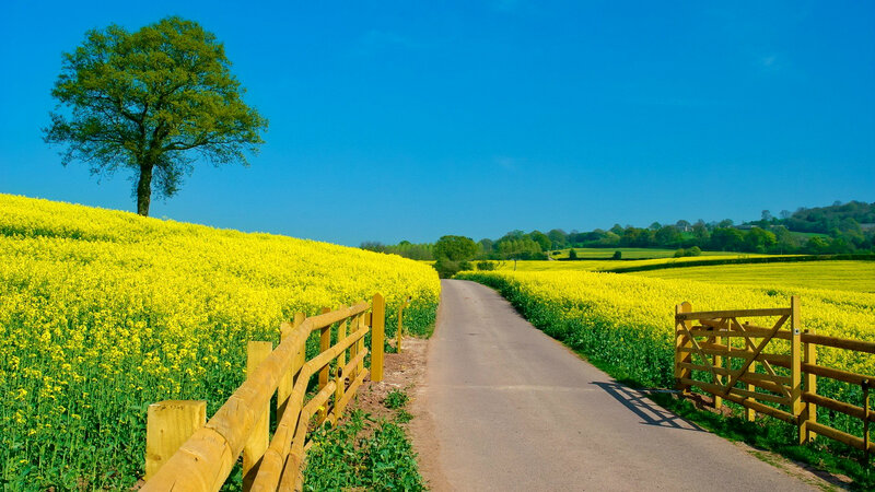 Country Road with Canola Fields