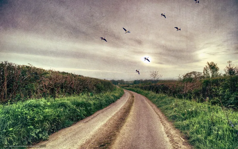 Country road with flying birds