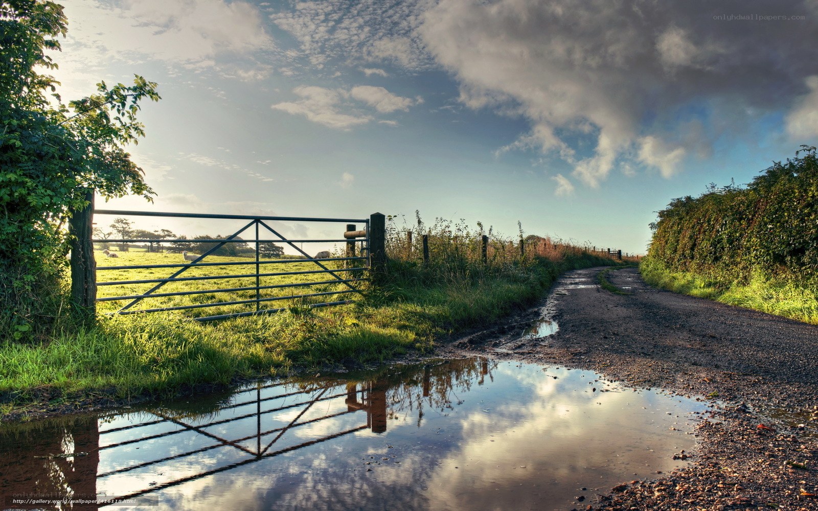 Country road with gate and puddle