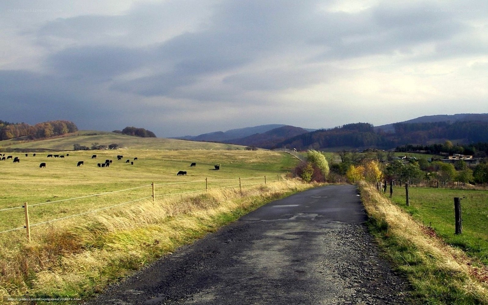 Country road with grazing cows