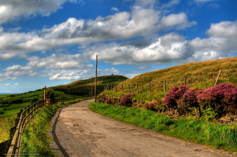 Country road with purple flowers