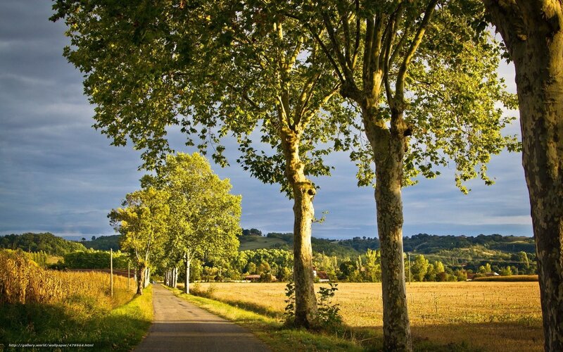 Country road with trees