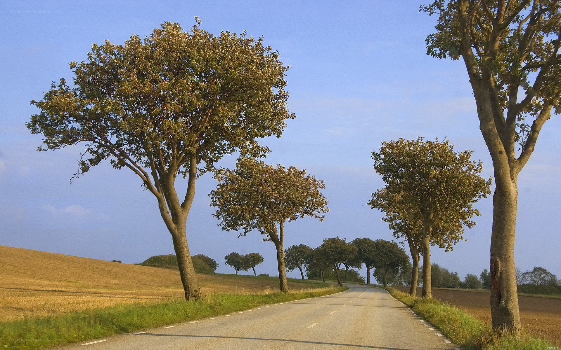 Country road with trees