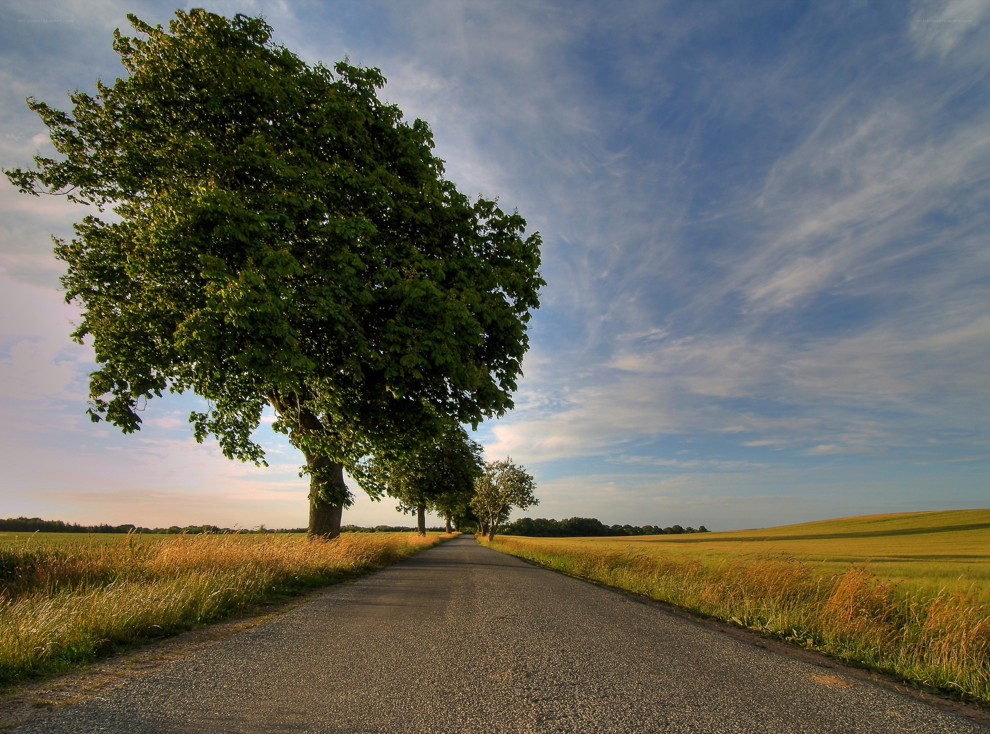 Country road with trees