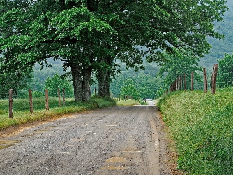 Country road with trees and fence