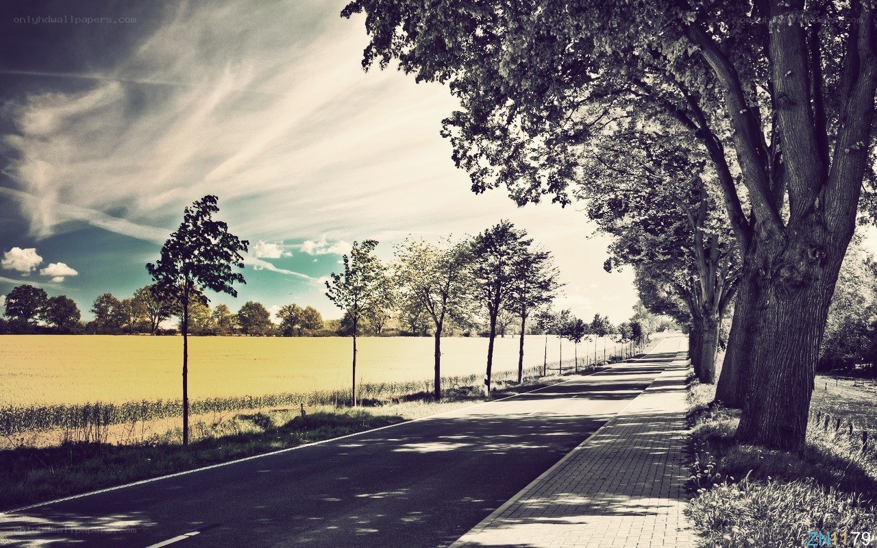 Country road with trees and fields
