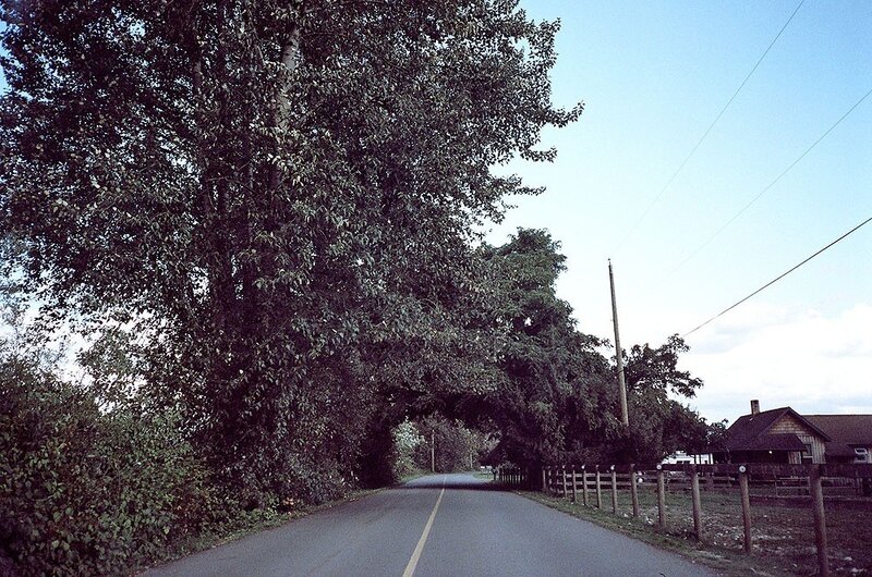 Country road with trees and house