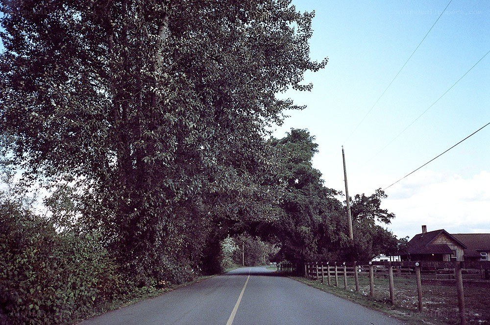 Country road with trees and house