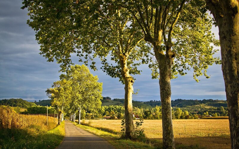 Country road with trees at sunset