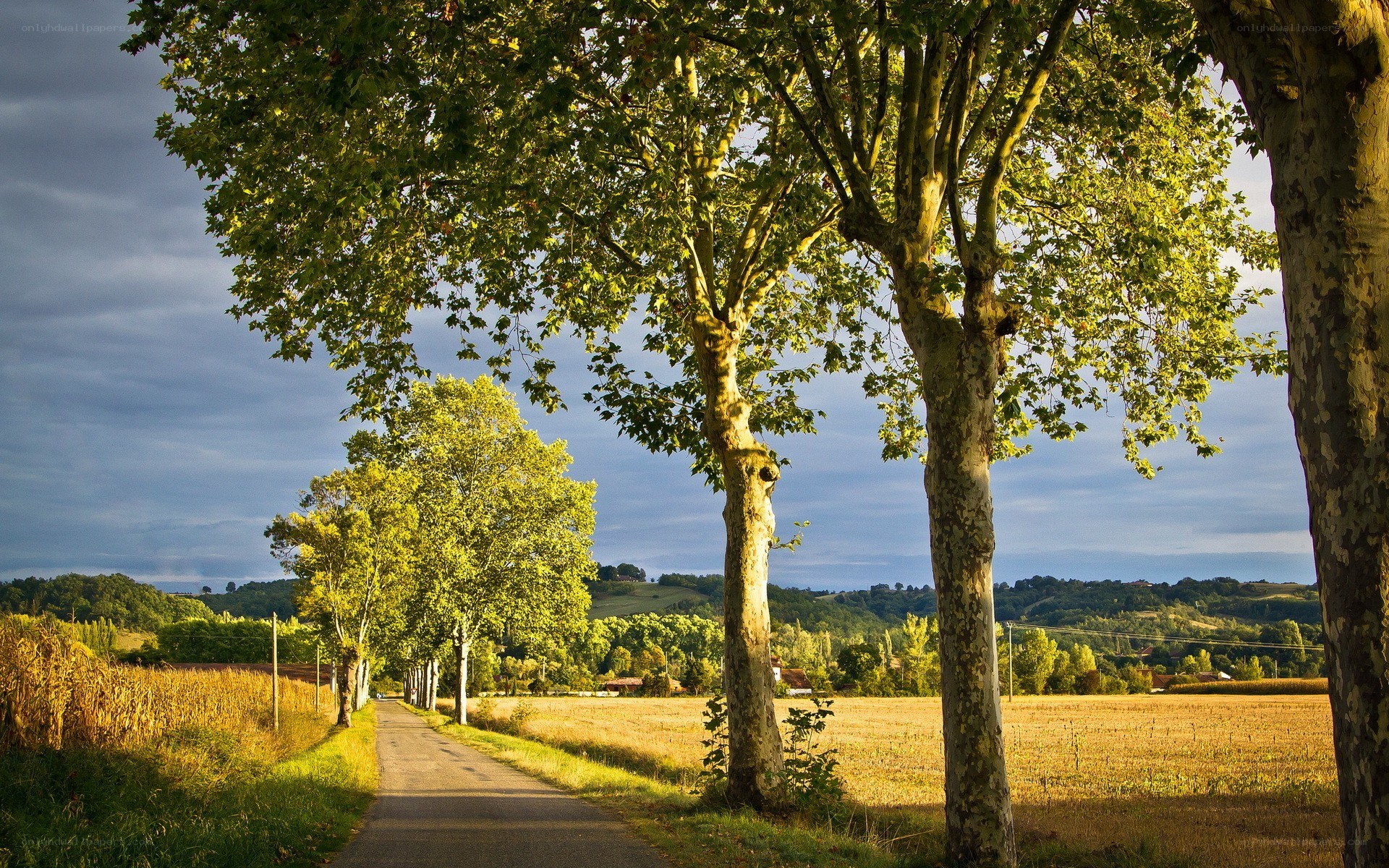 Country road with trees at sunset
