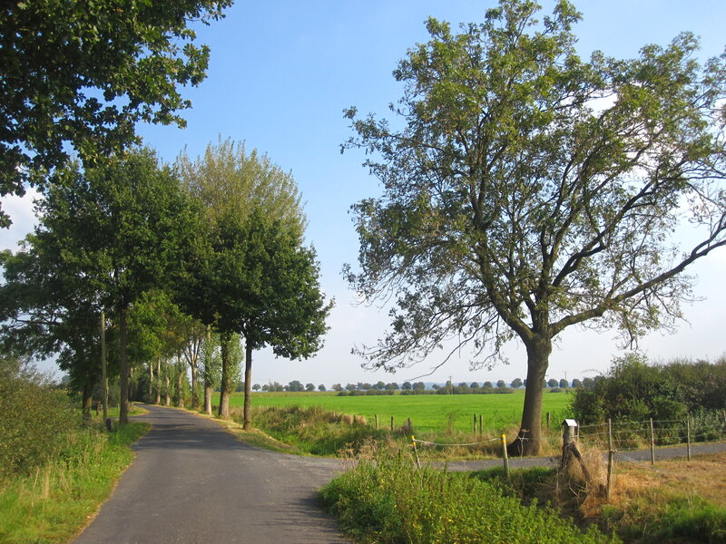 Country Road with Trees — Green, Serene