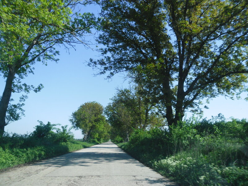 Country Road with Trees — Green