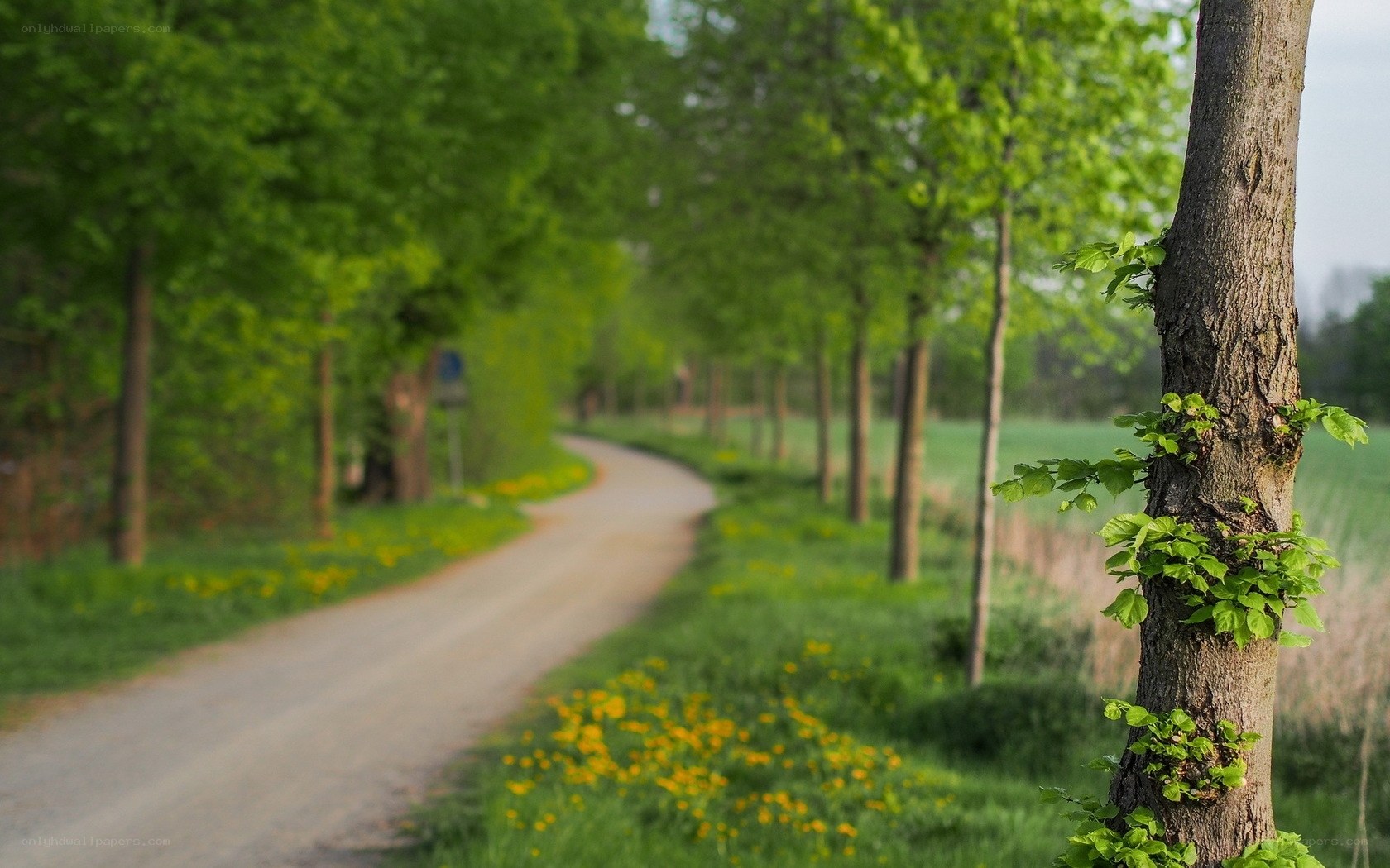 Country road with trees