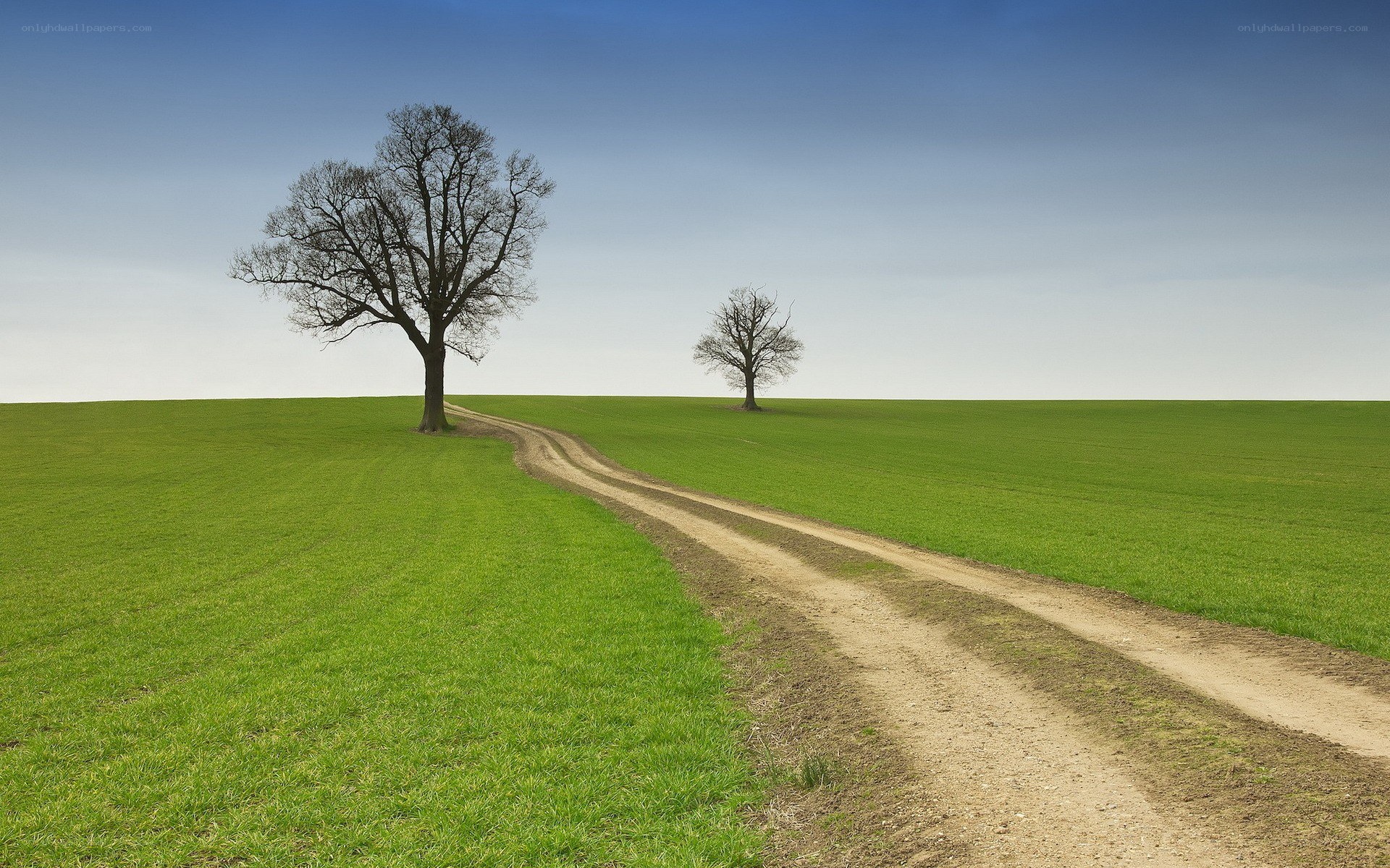 Country road with two trees