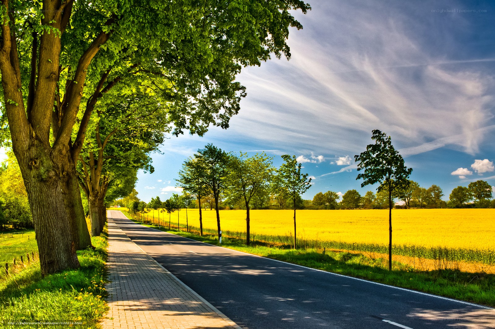 Country road with yellow field