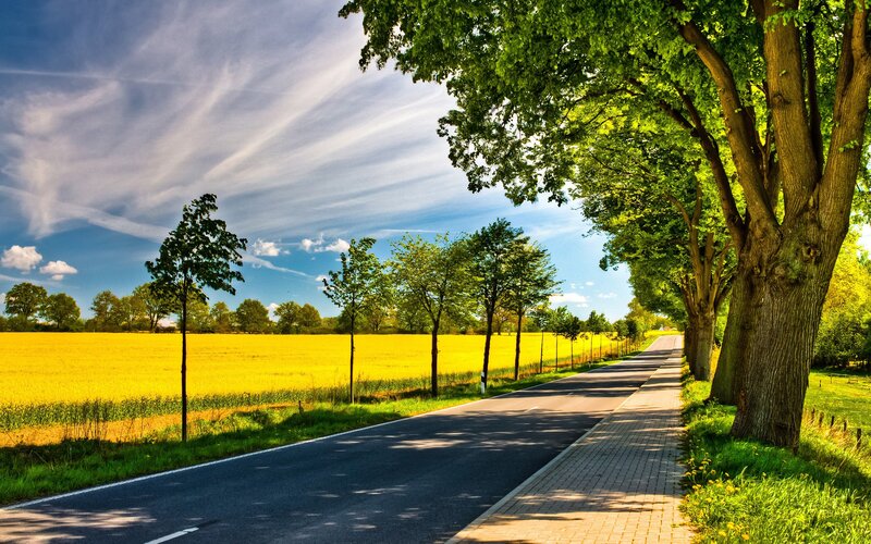 Country road with yellow field