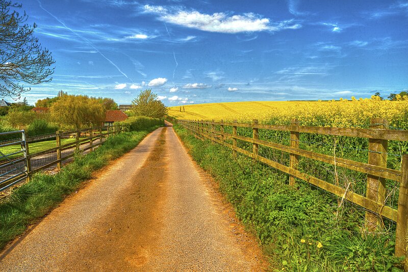 Country Road with Yellow Field — Blue, Serene