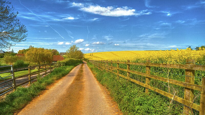 Country Road with Yellow Field — Blue