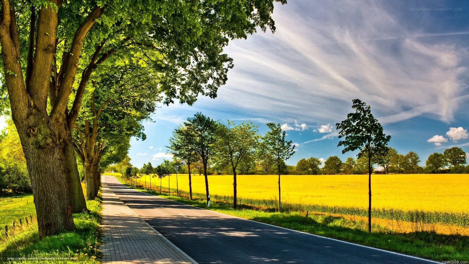 Country road with yellow field