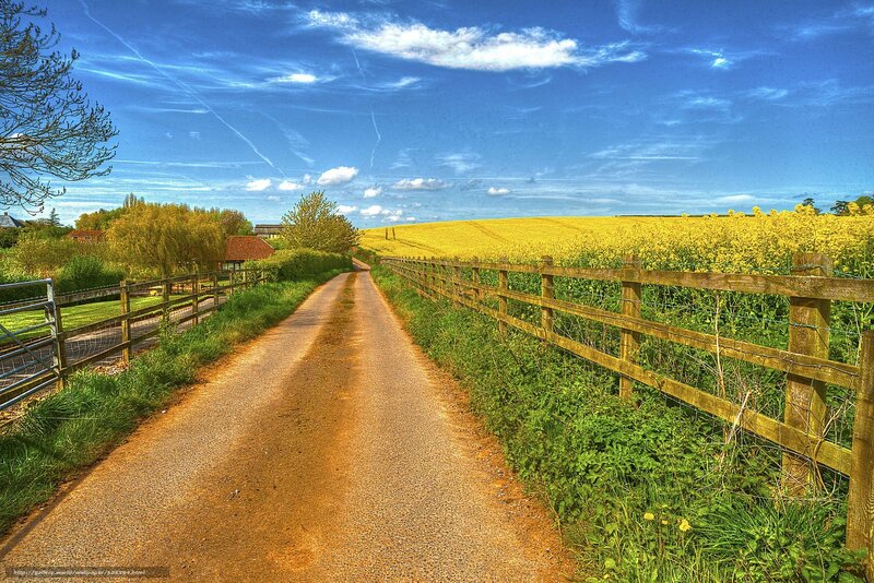 Country road with yellow fields
