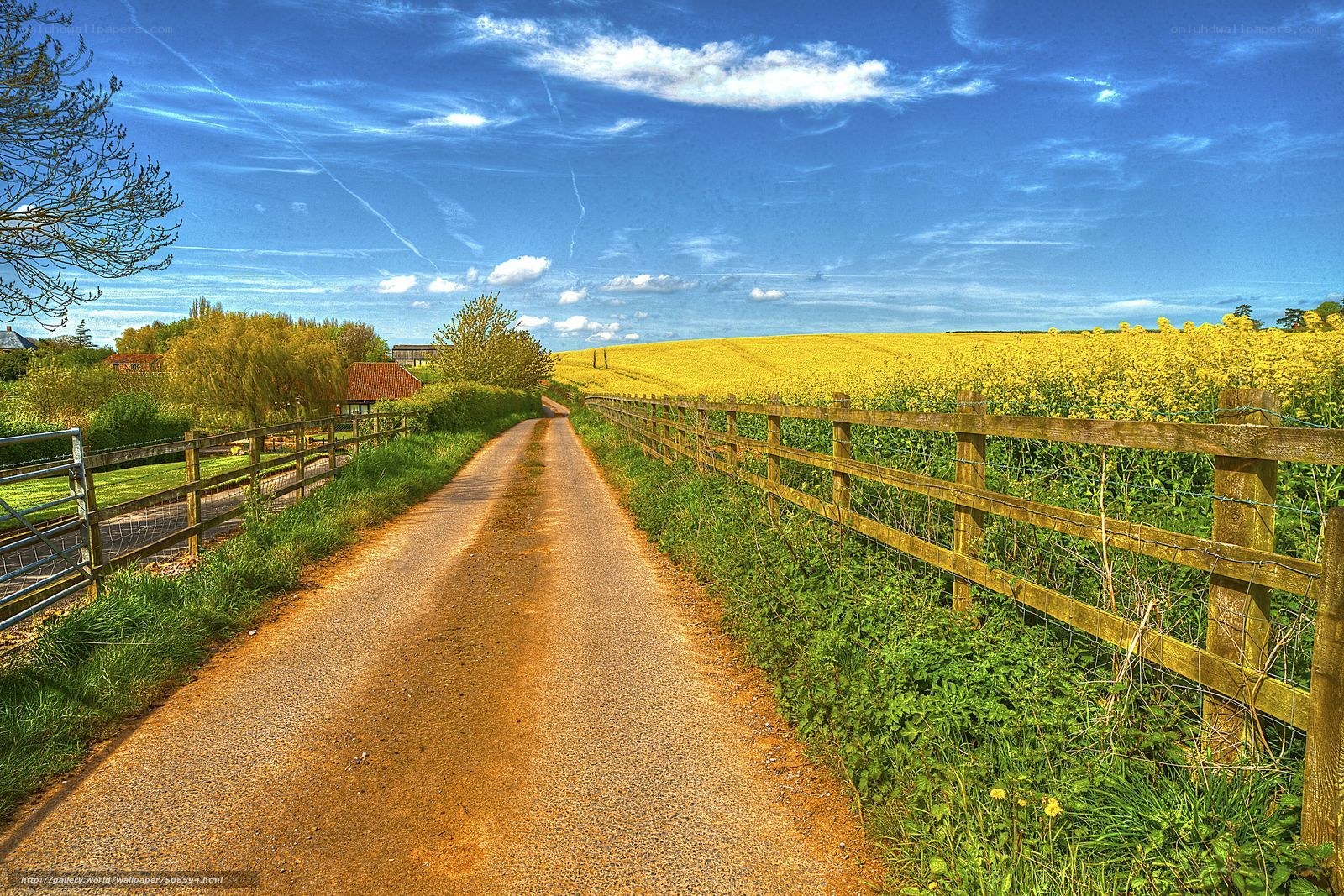 Country road with yellow fields