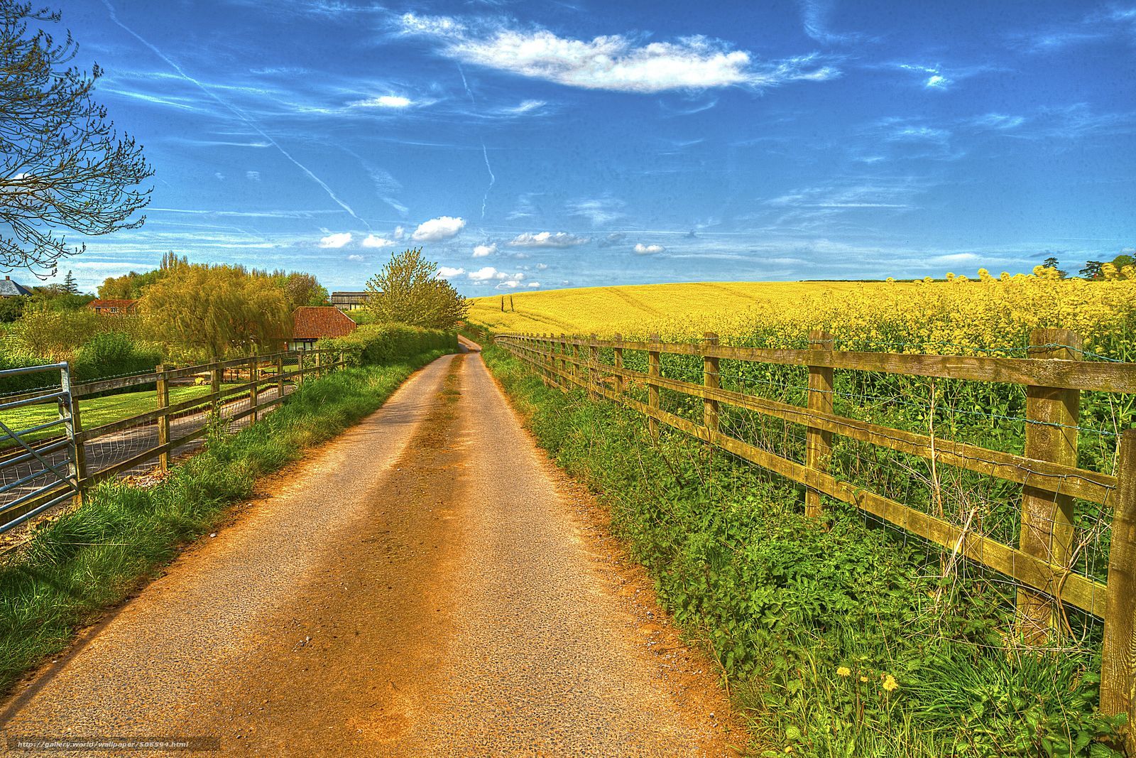 Country road with yellow fields