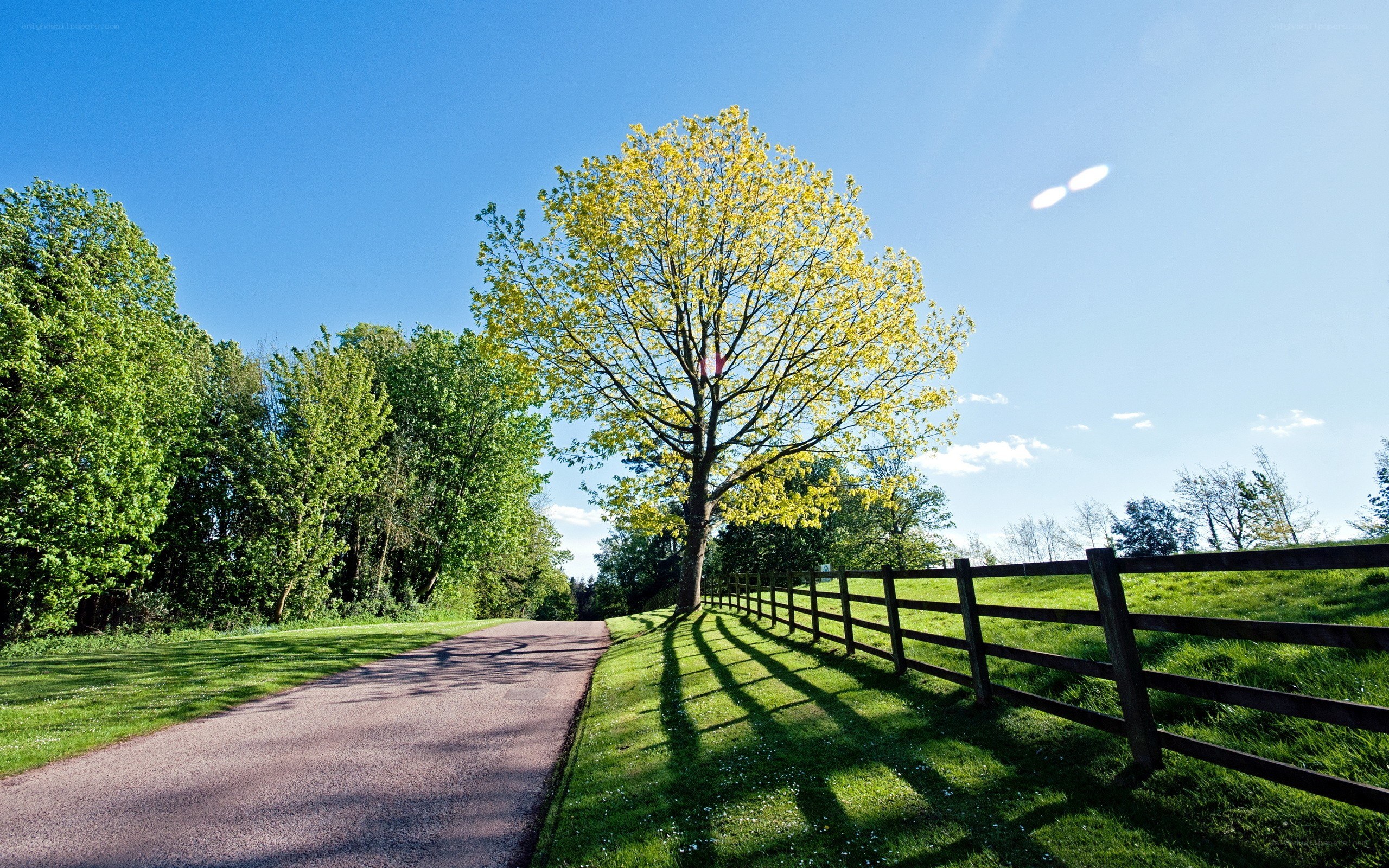 Country road with yellow tree