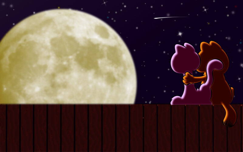 couple cats under moon