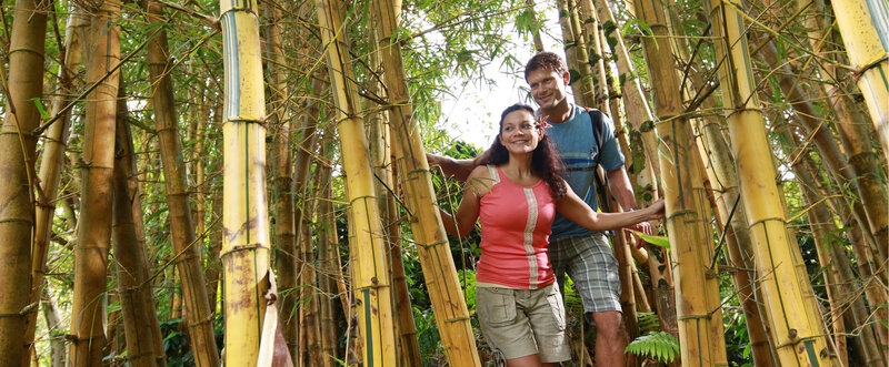 Couple in Bamboo Forest