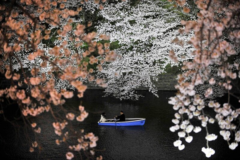 Couple in boat under cherry blossoms