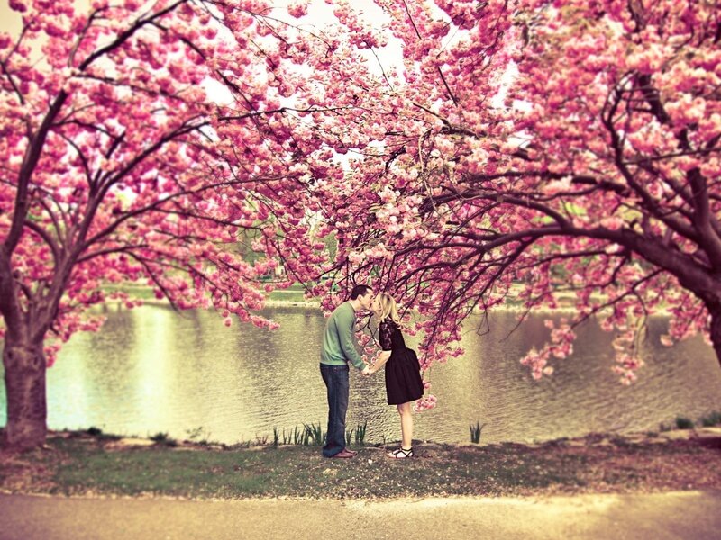 Couple kissing under cherry blossoms