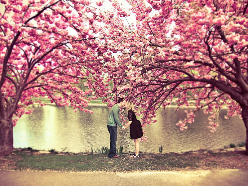 Couple kissing under cherry blossoms