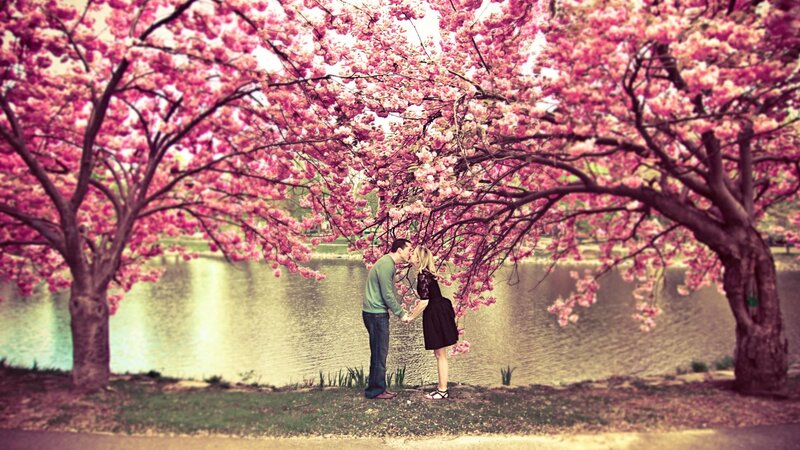 Couple kissing under cherry blossoms