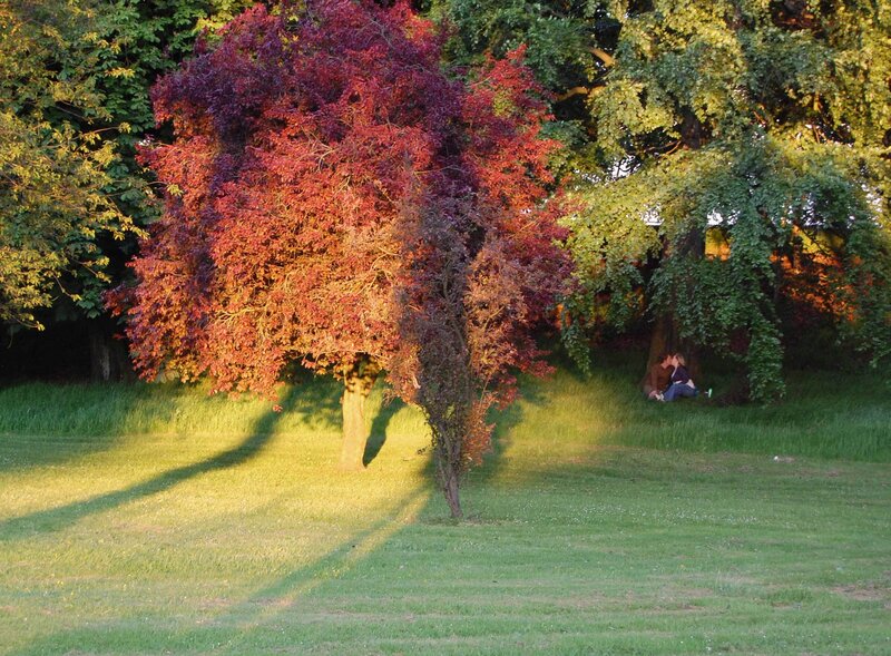 Couple Kissing under Tree — Green