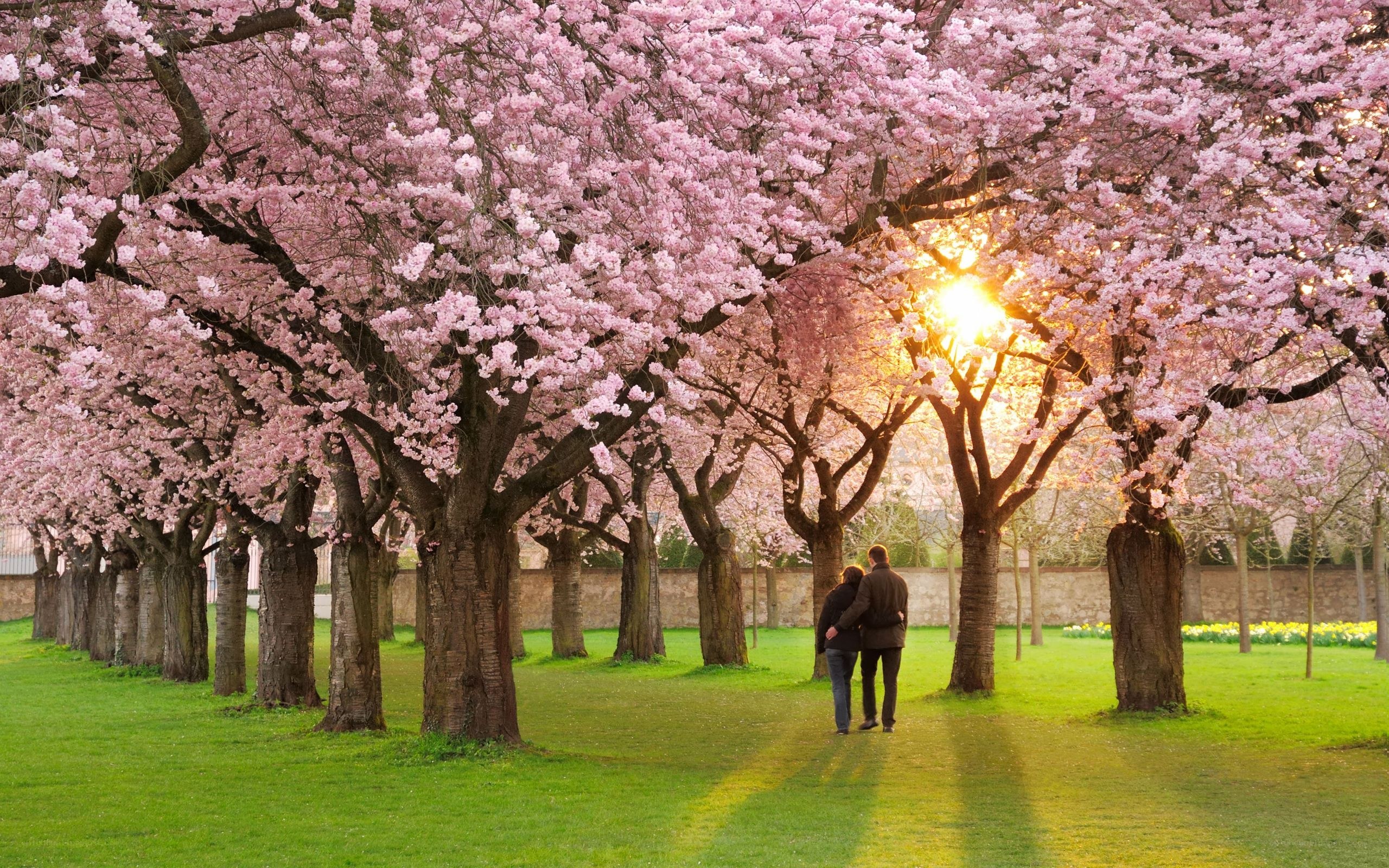 Couple under cherry blossoms