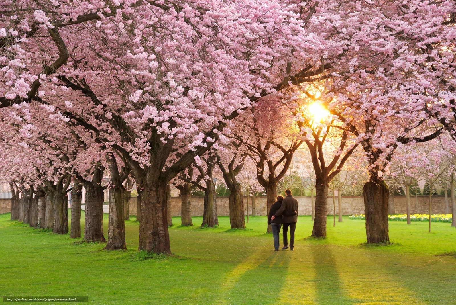 Couple under cherry blossoms