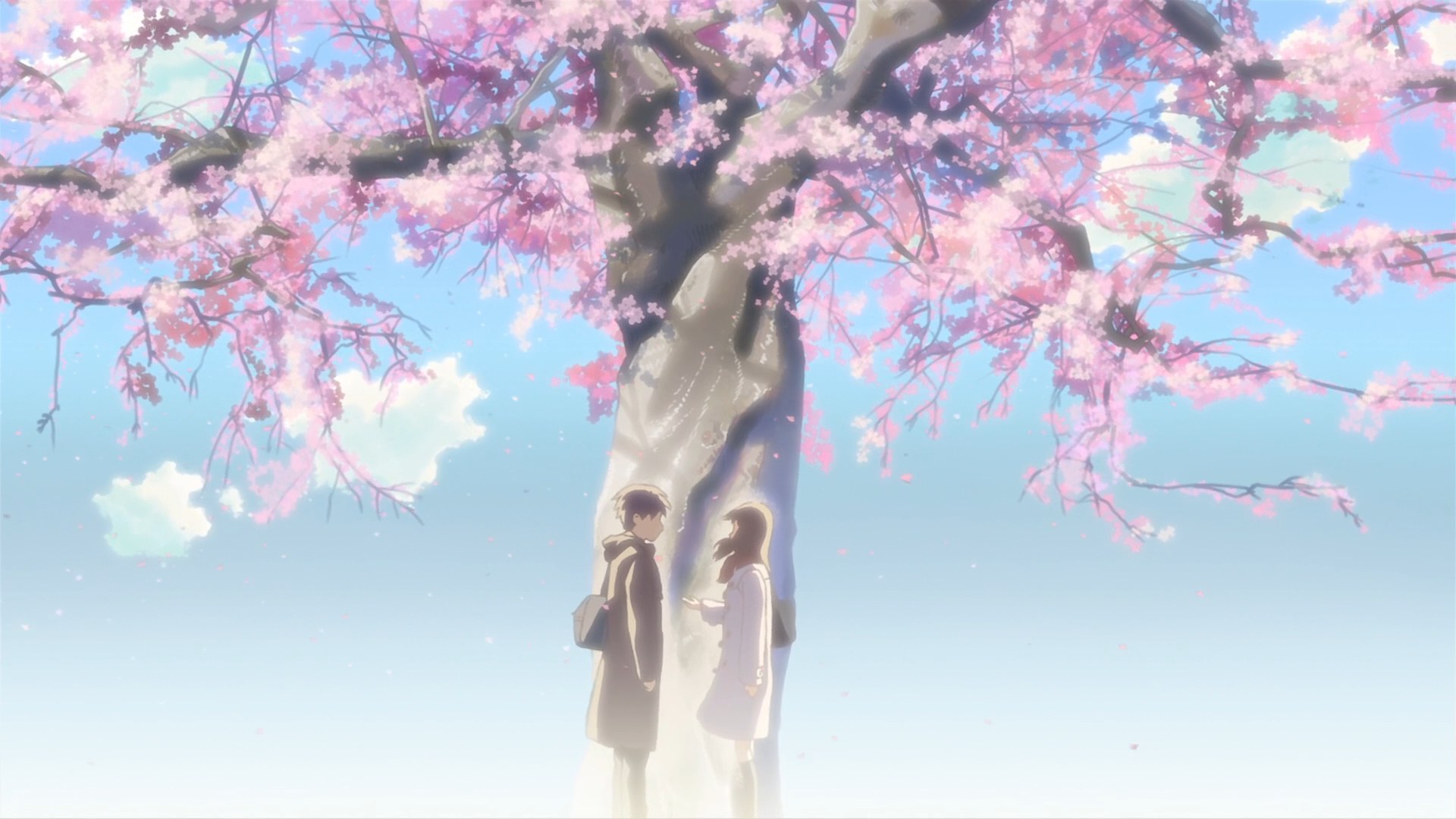 Couple under cherry blossoms