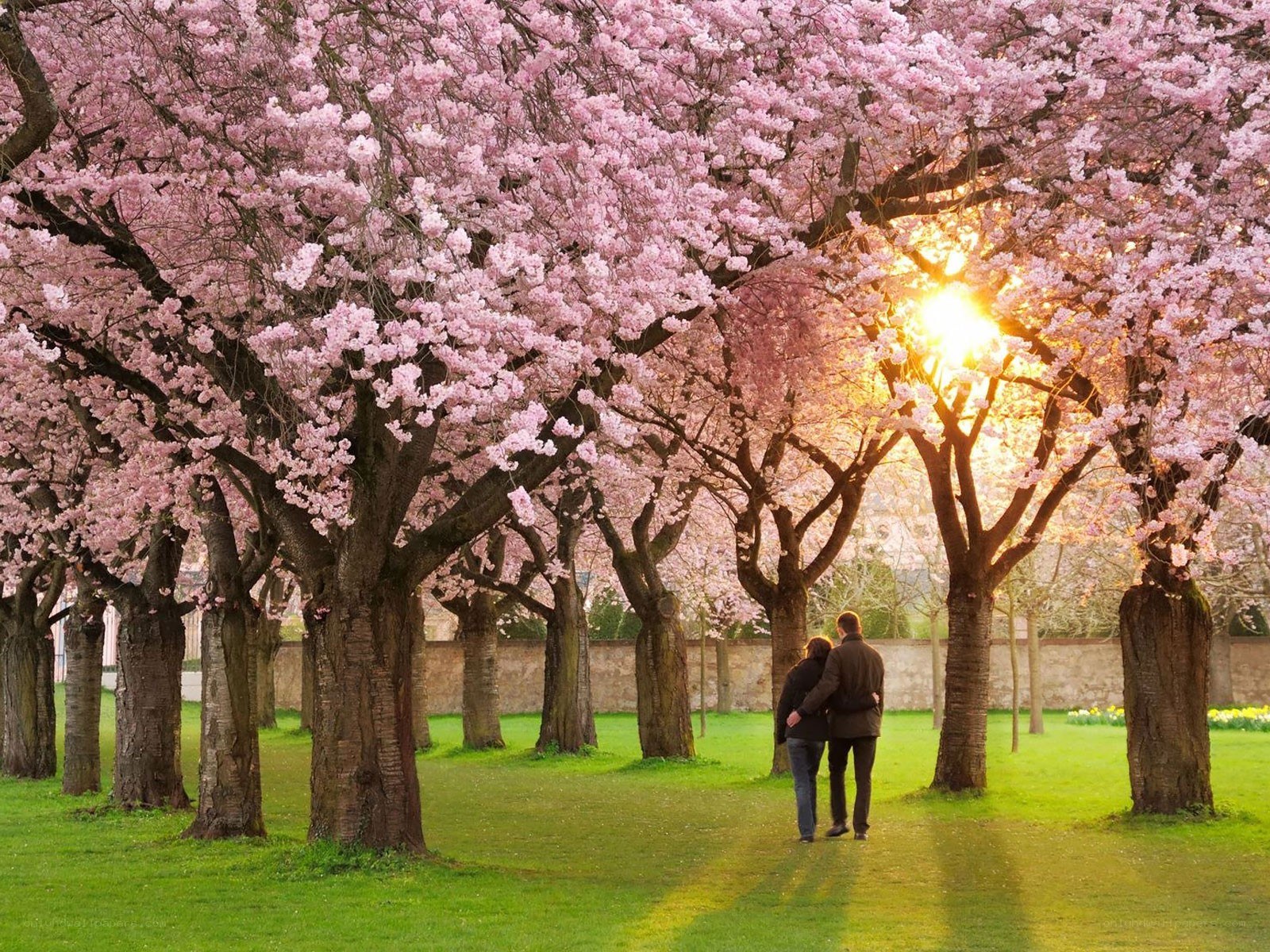 Couple under cherry blossoms