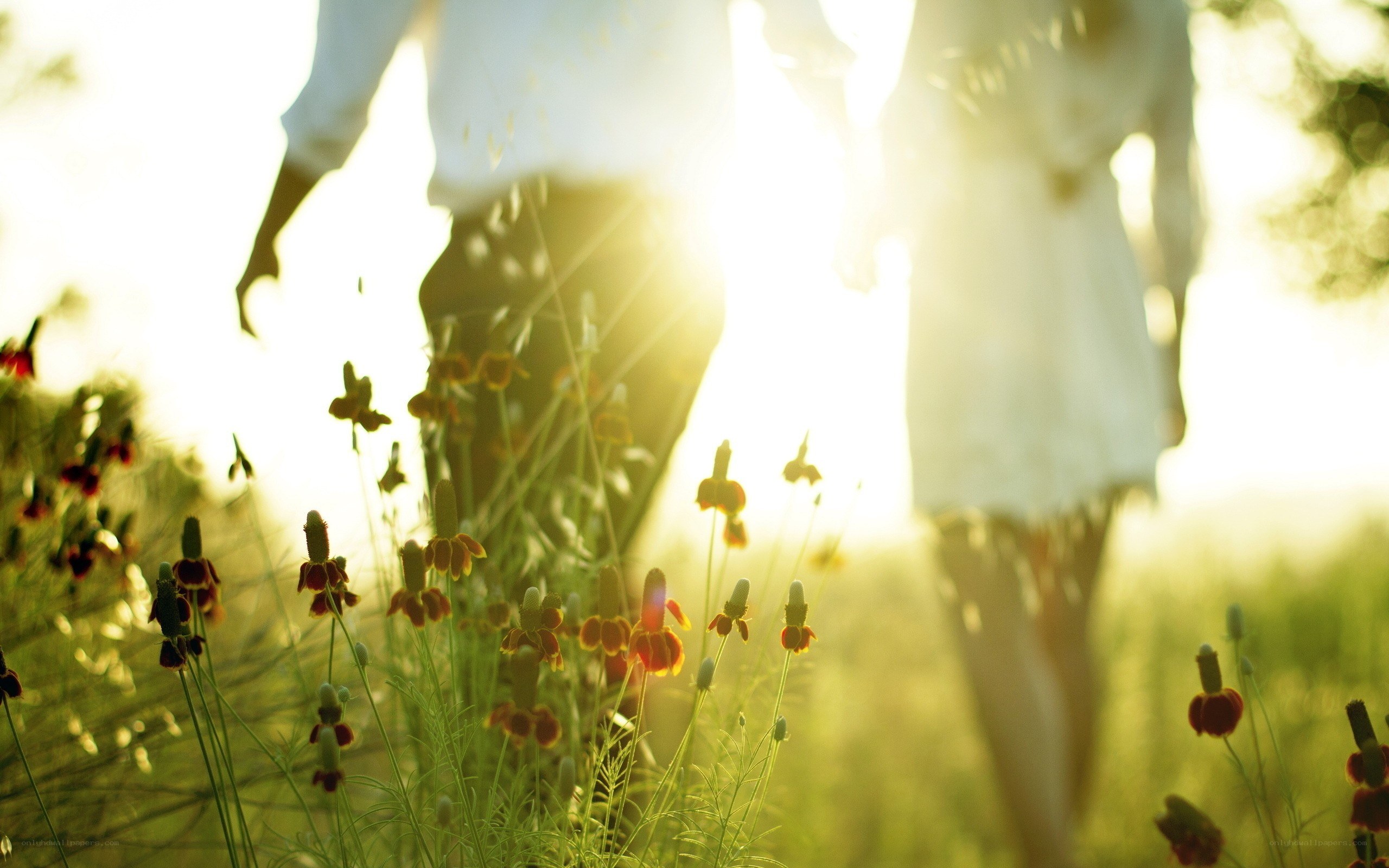 Couple walking in a sunlit field