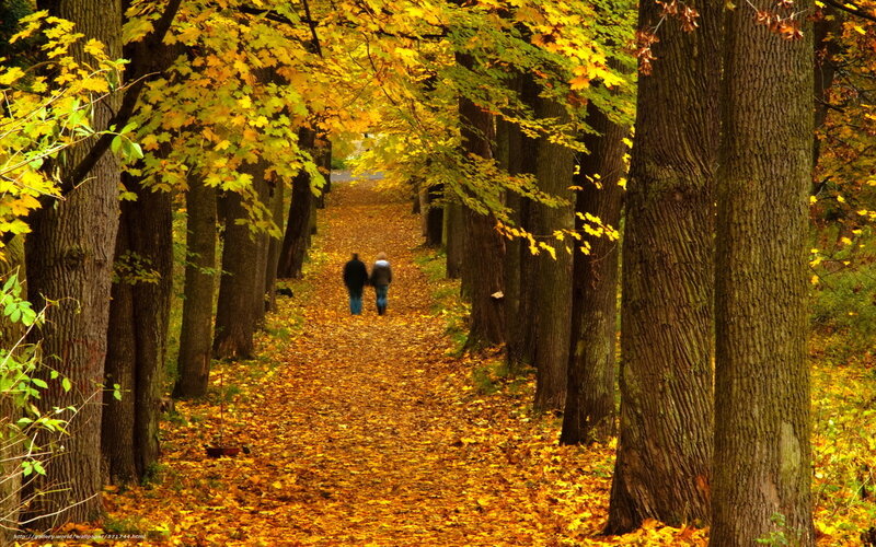 Couple walking in autumn forest