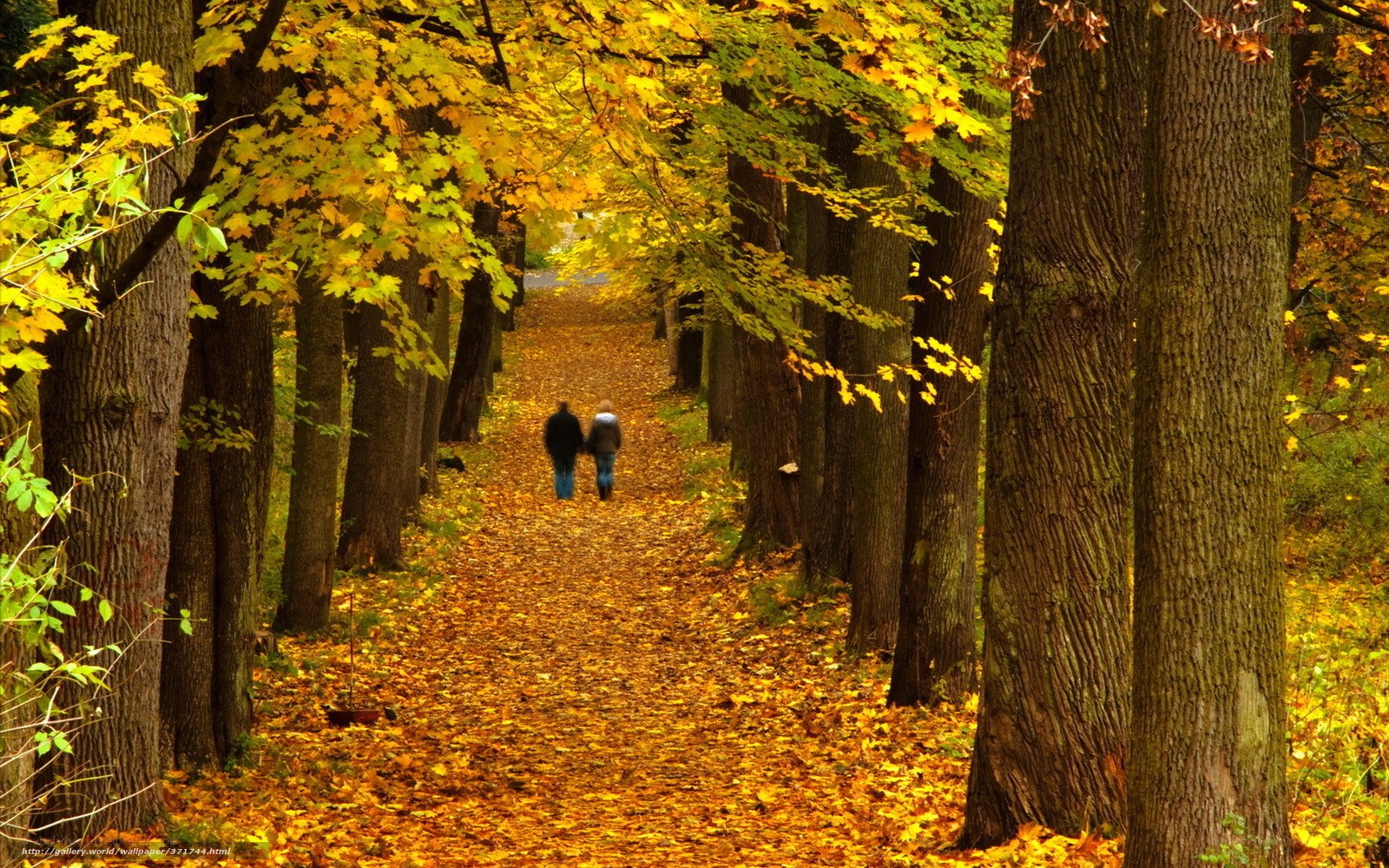 Couple walking in autumn forest