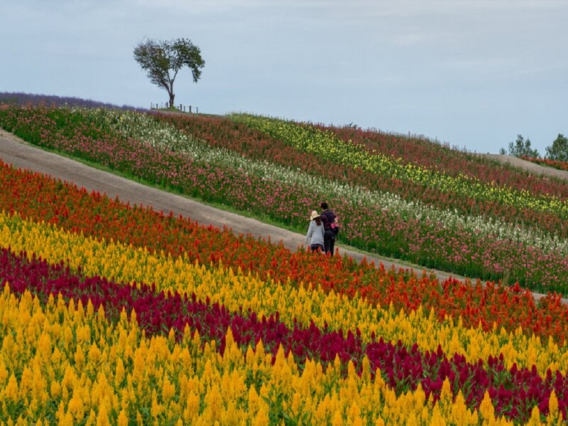 Couple Walking in Flower Field