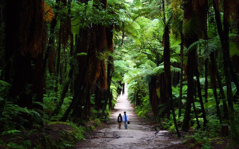 Couple Walking in Forest — Green