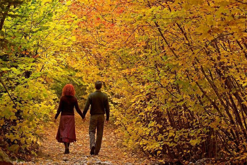 Couple Walking in Forest — Yellow
