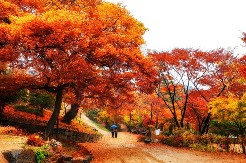 Couple Walking on Path — Orange, Serene