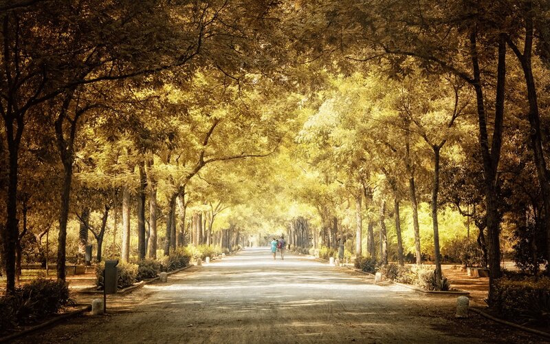 Couple Walking on Path — Yellow, Serene, Autumn, Photograph