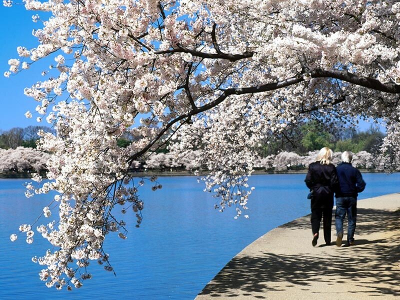 Couple Walking under Cherry Blossoms — Blue