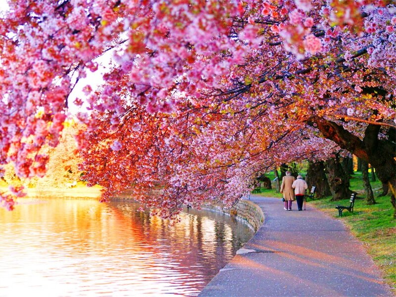 Couple Walking under Cherry Blossoms — Pink, Serene, Spring