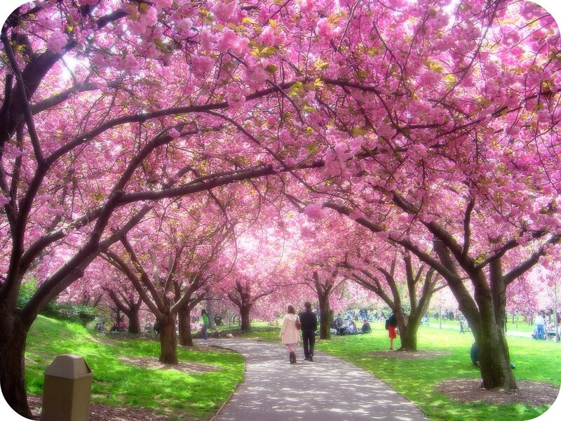 Couple Walking under Cherry Blossoms — Pink, Serene